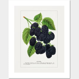 Snyder Blackberry Lithograph (1900) Posters and Art